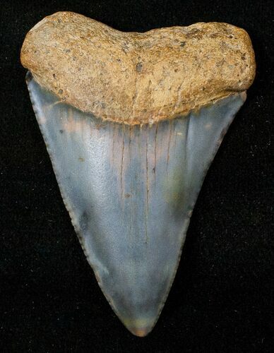 Fossil Great White Shark Tooth - #16613